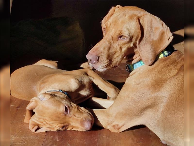 Wurfankündigung Februar 2025 Magyar Vizsla Welpen mit Papieren