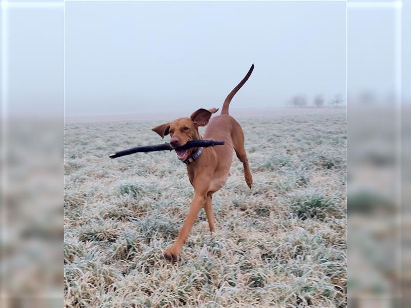 Wurfankündigung Februar 2025 Magyar Vizsla Welpen mit Papieren