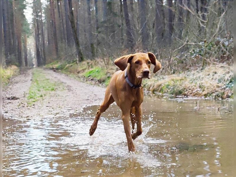 Wurfankündigung Februar 2025 Magyar Vizsla Welpen mit Papieren