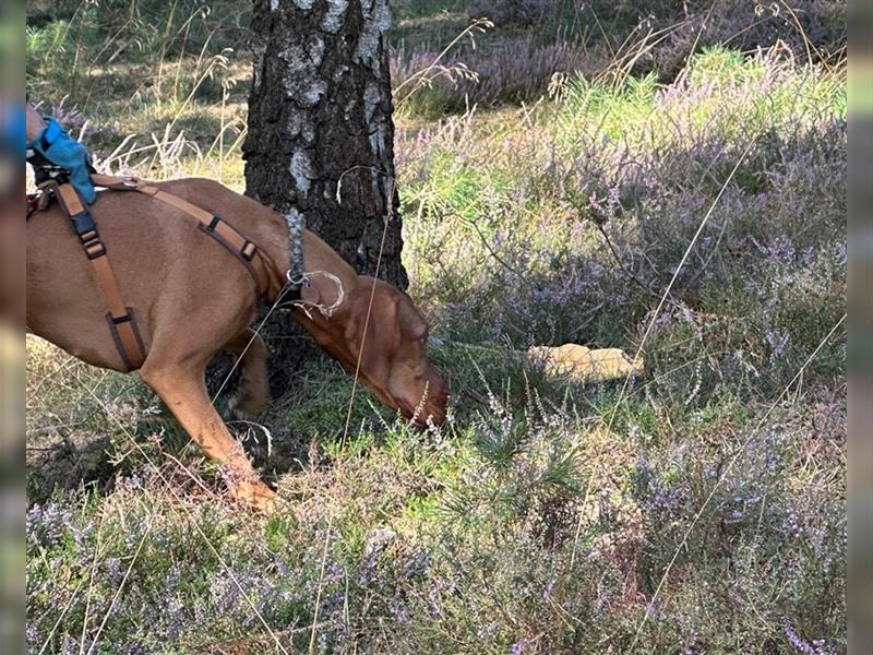 Wurfplanung Magyar Vizsla Welpen