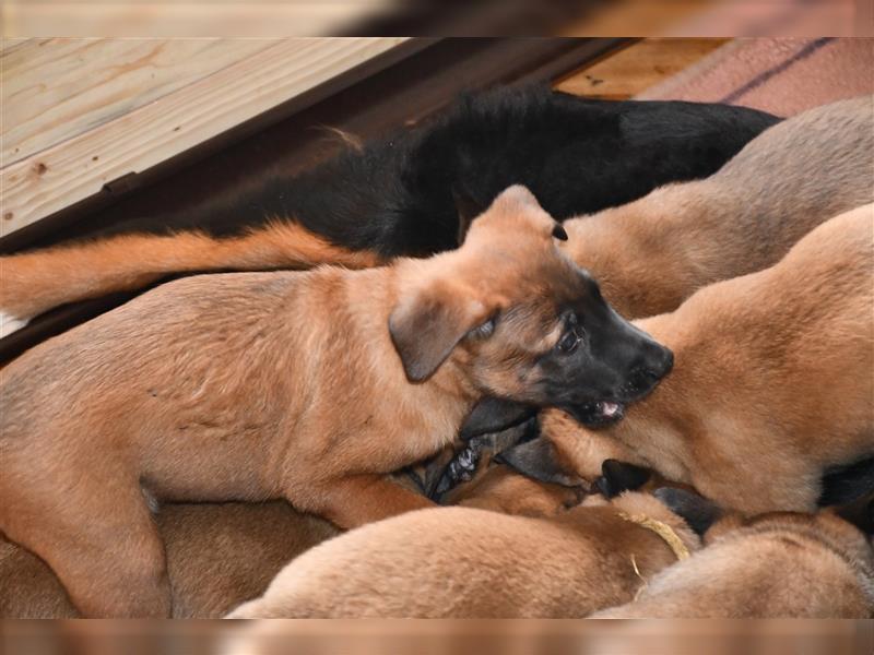 Zwei wunderschöne Malinois Welpen suchen passende Familien. Belgischer Schäferhund