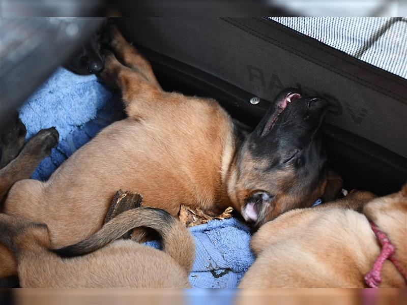 Zwei wunderschöne Malinois Welpen suchen passende Familien. Belgischer Schäferhund