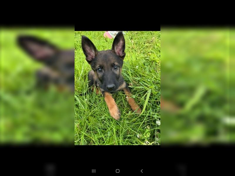 Malinois Belgische Schäferhund Welpen