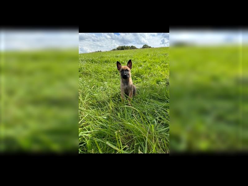 Malinois Belgische Schäferhund Welpen