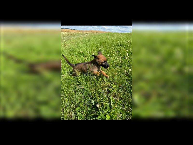 Malinois Belgische Schäferhund Welpen