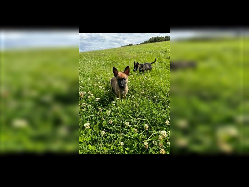 Malinois Belgische Schäferhund Welpen