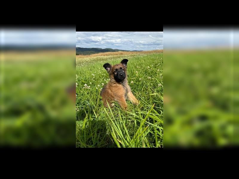 Malinois Belgische Schäferhund Welpen