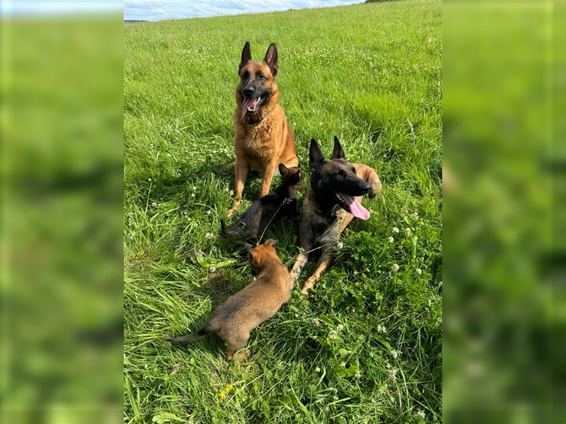 Malinois Belgische Schäferhund Welpen