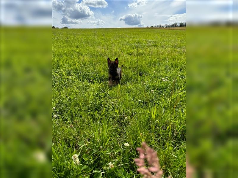 Malinois Belgische Schäferhund Welpen