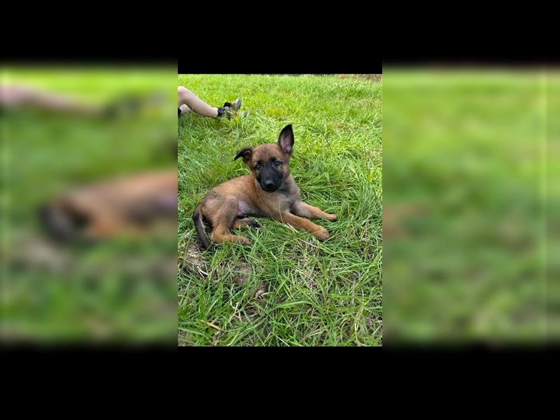 Malinois Belgische Schäferhund Welpen