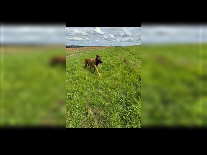 Malinois Belgische Schäferhund Welpen