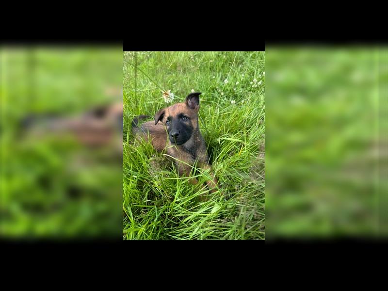 Malinois Belgische Schäferhund Welpen