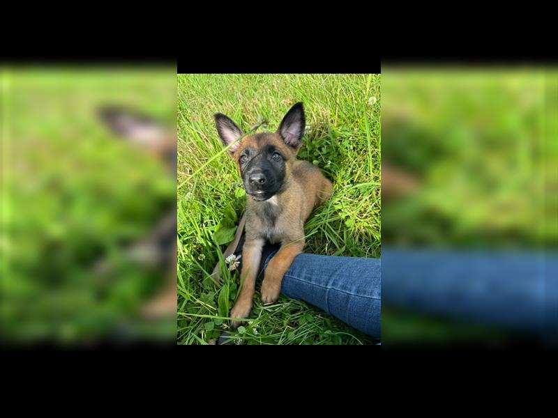 Malinois Belgische Schäferhund Welpen