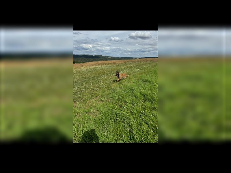 Malinois Belgische Schäferhund Welpen