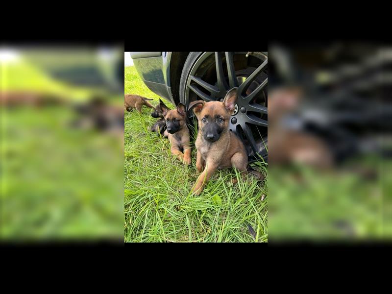 Malinois Belgische Schäferhund Welpen