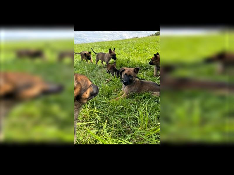 Malinois Belgische Schäferhund Welpen