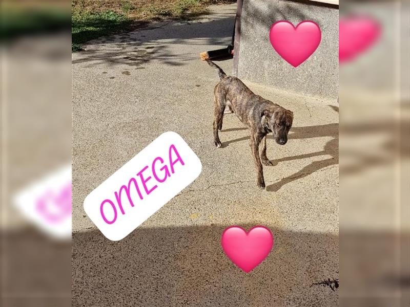 Malinois-Mix Welpe  Omega(Mädel) möchte Rumänien ganz schnell verlassen