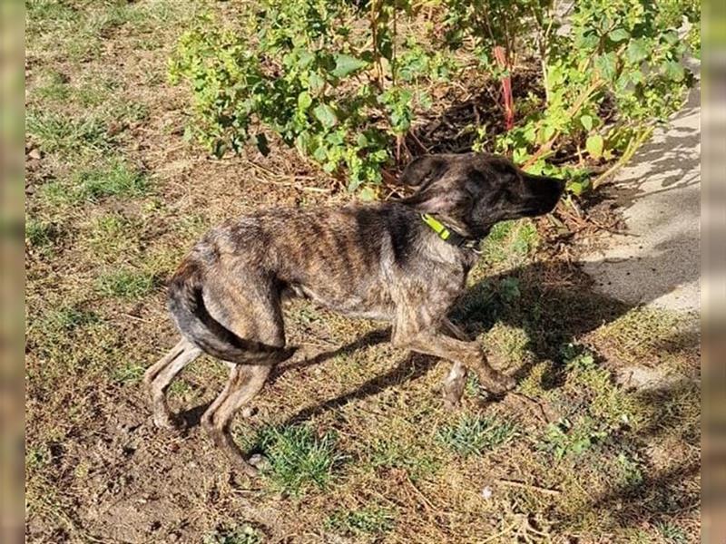 Malinois-Mix Welpe  Omega(Mädel) möchte Rumänien ganz schnell verlassen