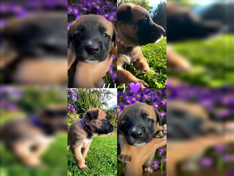 Malinois-Mix Welpen