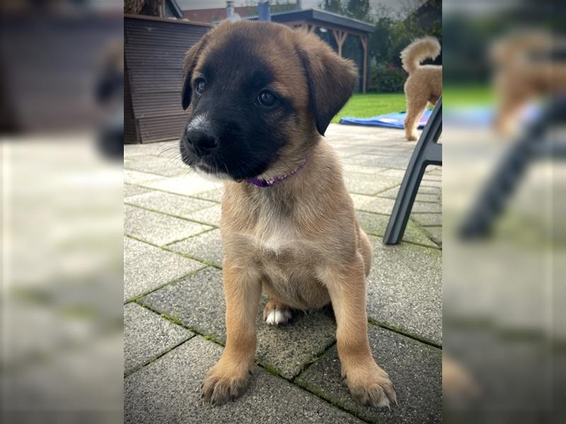 Malinois-Mix Welpen