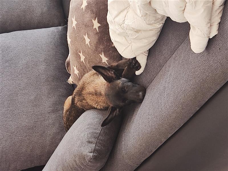 Malinois Dame