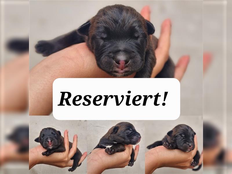 RESERVIERT!