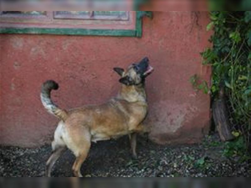 KIM - die vorsichtige Malinoishündin sucht ein hundeerfahrenes Zuhause
