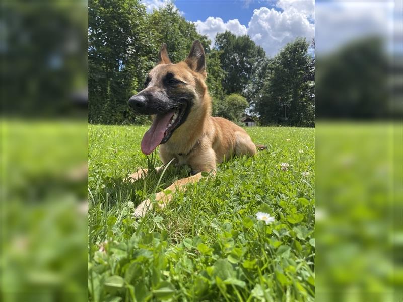 Malinois