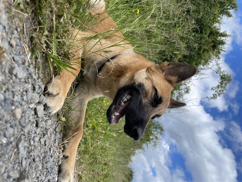 Malinois Mix