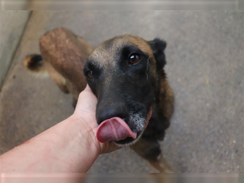 Ria Malinois Schäferhund Mischling Hündin Junghund sucht Zuhause oder Pflegestelle