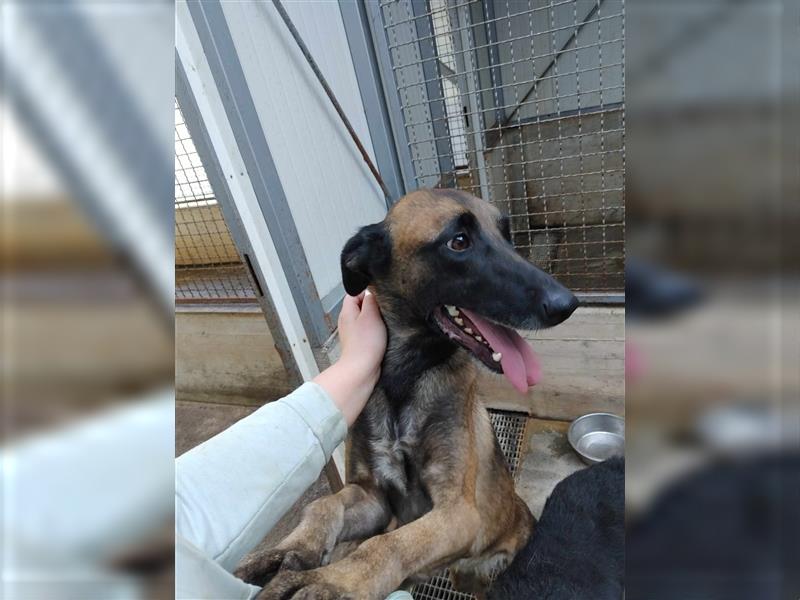 Ria Malinois Schäferhund Mischling Hündin Junghund sucht Zuhause oder Pflegestelle