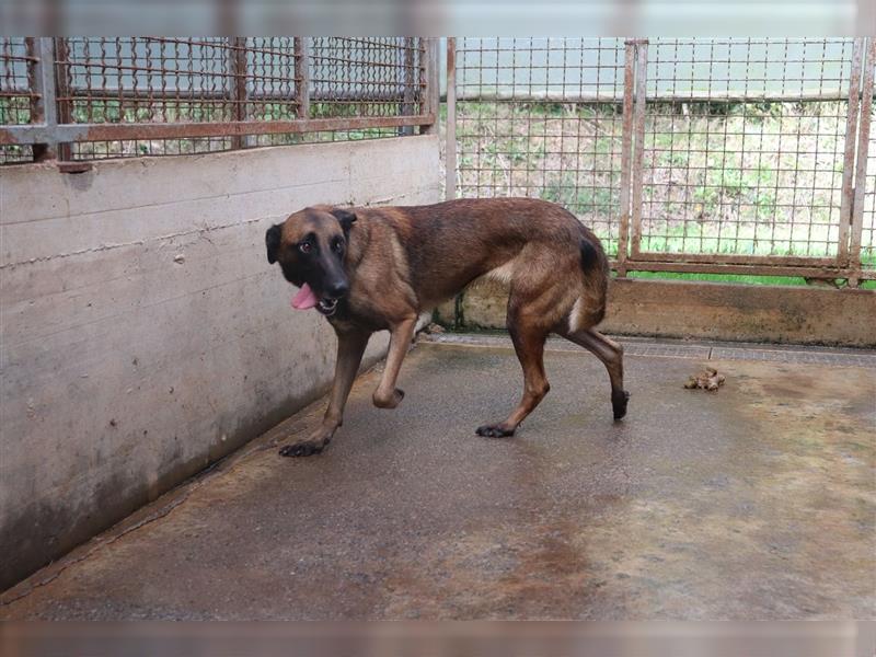 Ria Malinois Schäferhund Mischling Hündin Junghund sucht Zuhause oder Pflegestelle