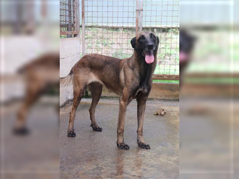 Ria Malinois Schäferhund Mischling Hündin Junghund sucht Zuhause oder Pflegestelle