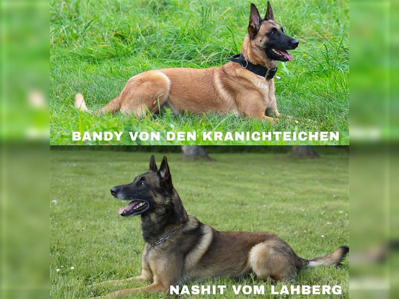 Malinois mit Ahnentafel (VDH/BSB) Welpen geplant 10.11.24