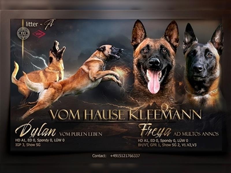 Welpen verfügbar VDH Zucht Malinois M: Freya ad multos annos V: Dylan vom puren Leben