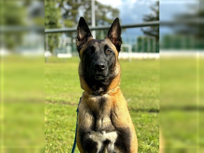 Welpen verfügbar VDH Zucht Malinois M: Freya ad multos annos V: Dylan vom puren Leben