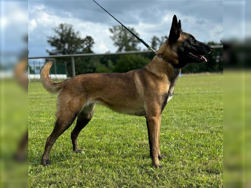 Welpen verfügbar VDH Zucht Malinois M: Freya ad multos annos V: Dylan vom puren Leben