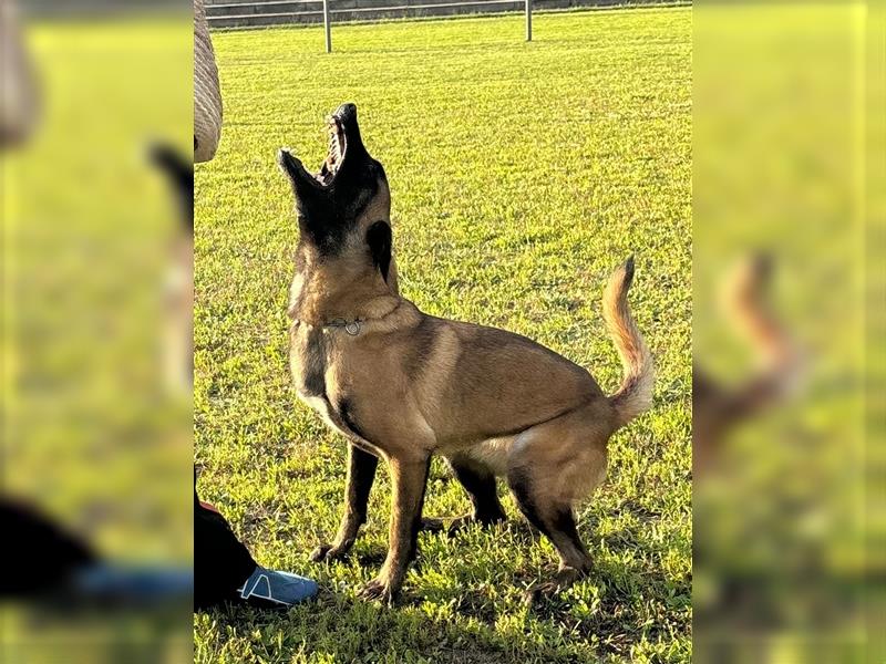 Welpen verfügbar VDH Zucht Malinois M: Freya ad multos annos V: Dylan vom puren Leben