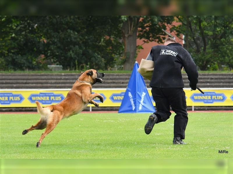 Welpen verfügbar VDH Zucht Malinois M: Freya ad multos annos V: Dylan vom puren Leben