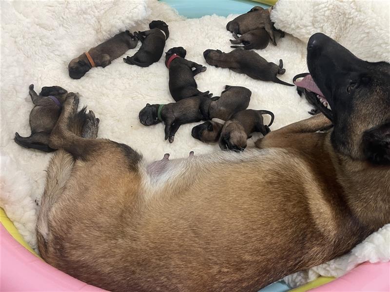 Welpen verfügbar VDH Zucht Malinois M: Freya ad multos annos V: Dylan vom puren Leben