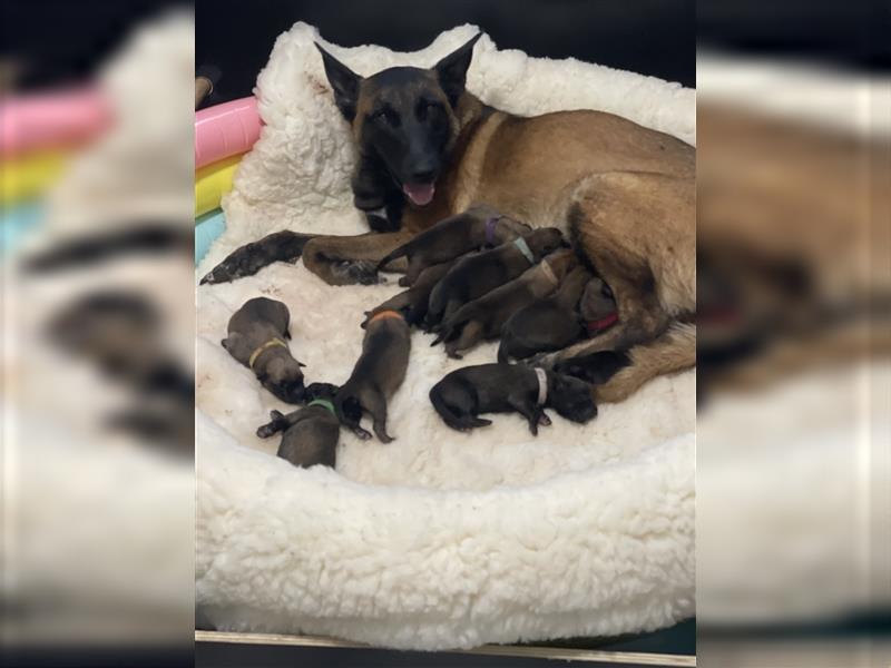 Welpen verfügbar VDH Zucht Malinois M: Freya ad multos annos V: Dylan vom puren Leben