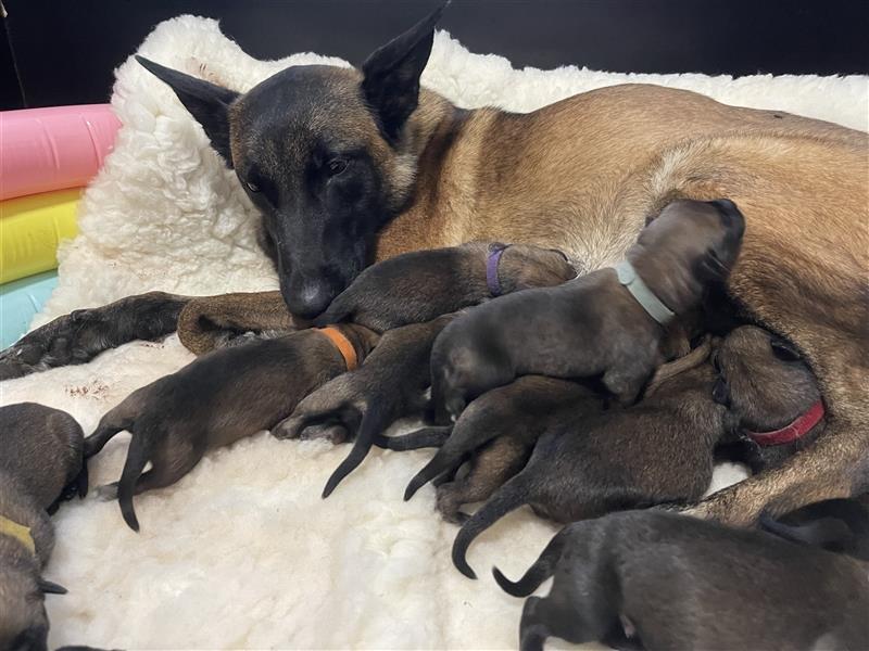 Welpen verfügbar VDH Zucht Malinois M: Freya ad multos annos V: Dylan vom puren Leben