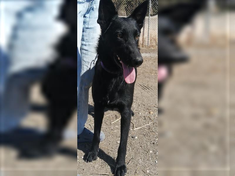 Traum-Hund Gris sucht seine Familie