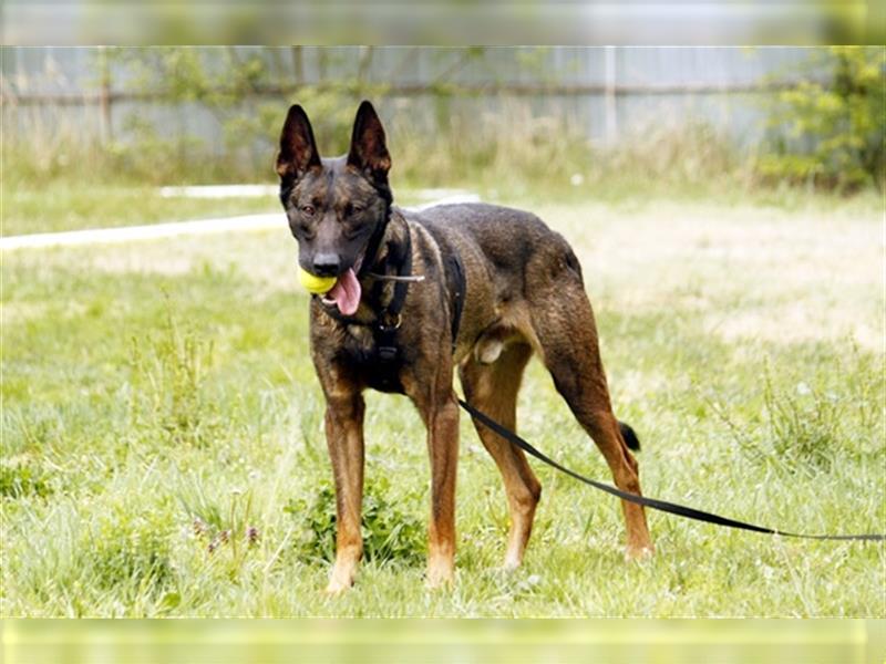 Lex, Malinois, geb. 2014, Arbeitshund su. Aufgabe und erfahrene Besitzer