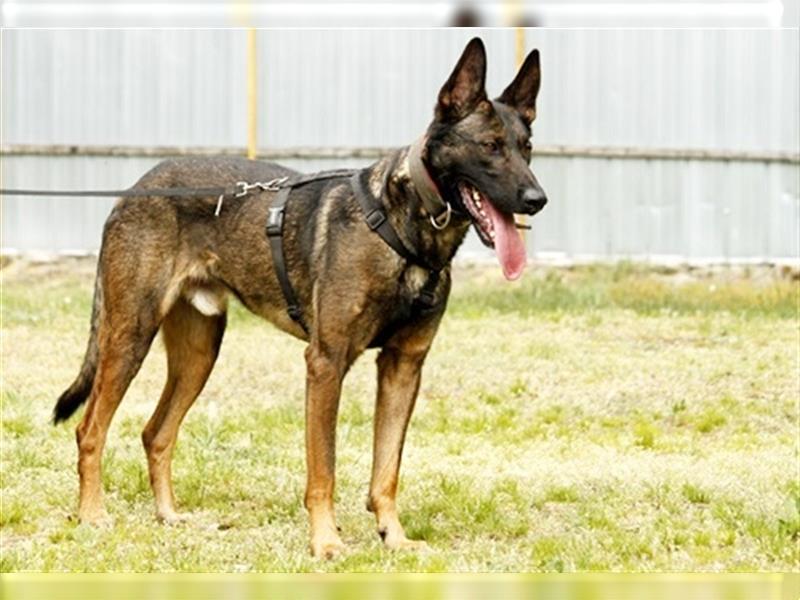 Lex, Malinois, geb. 2014, Arbeitshund su. Aufgabe und erfahrene Besitzer