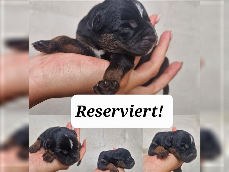 RESERVIERT!