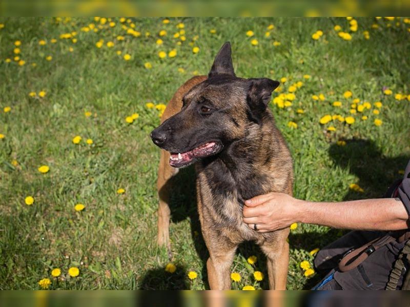 OLLI - der aktive, sportliche Herr sucht Herrchen oder/und Frauchen zum "arbeiten"