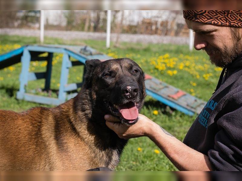 OLLI - der aktive, sportliche Herr sucht Herrchen oder/und Frauchen zum "arbeiten"