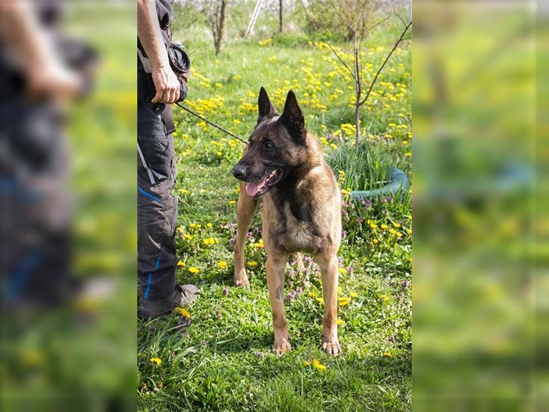 OLLI - der aktive, sportliche Herr sucht Herrchen oder/und Frauchen zum "arbeiten"