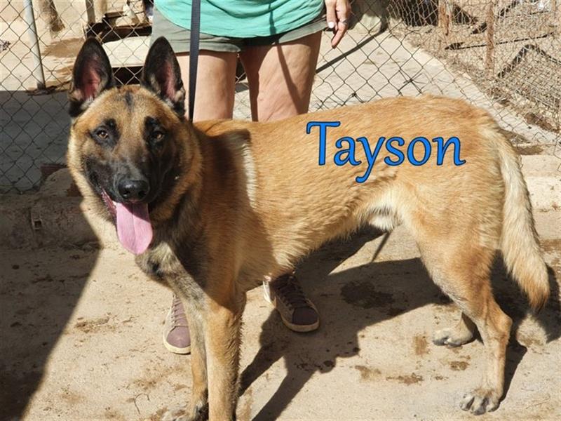 Tayson 06/2020 (ESP) - sportbegeisterter, cleverer Malinois sucht rasseerfahrenes Zuhause!